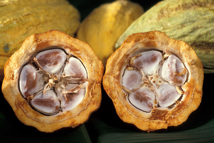fève de cacao en coupe
